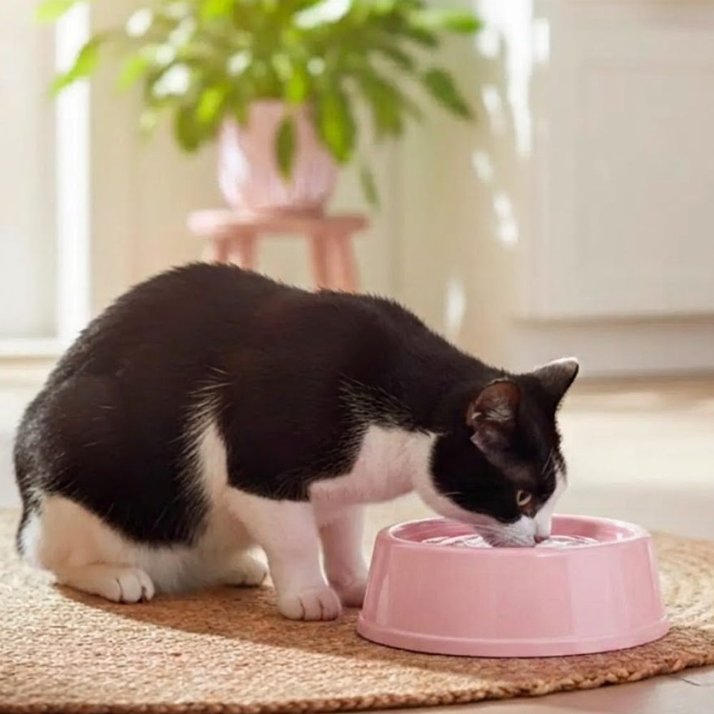 Brezza Pet Plato Redondo de Comida para Mascotas Grande