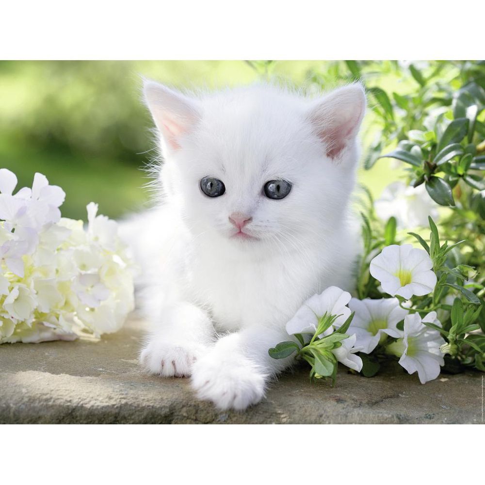 Ravensburger Rompecabezas White Kitten 1500 Piezas